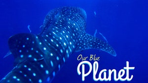 Our Blue Planet on NHK World Japan - past program