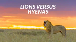 Lions versus Hyenas on Animal Planet Hindi - past program