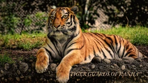 Tiger Guards Of Kanha on Animal Planet Hindi - past program