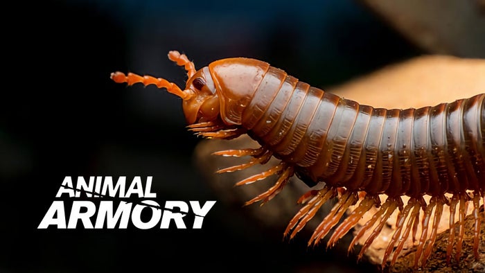 Animal Armory Episode No.4 on JioTV