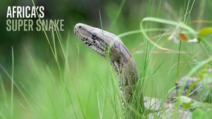 Africa's Super Snake on Animal Planet HD Tamil