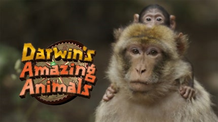 Darwin's Amazing Animals on NHK World Japan