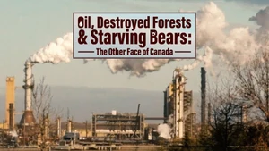 Oil, Destroyed Forests & Starving Bears: The Other Face Of Canada on DocuBay - past program