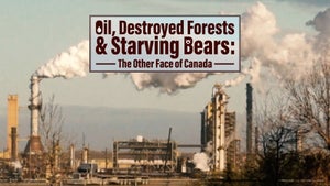 Oil, Destroyed Forests & Starving Bears: The Other Face Of Canada on DocuBay - past program