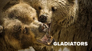 Gladiators on Animal Planet Hindi - past program
