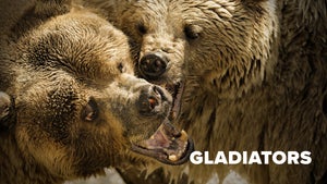 Gladiators Episode 2 on Animal Planet HD Hindi - past program