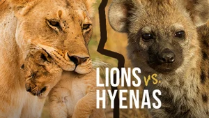 Lions Versus Hyenas on Animal Planet Hindi