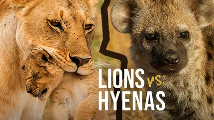 Lions Versus Hyenas on Animal Planet English