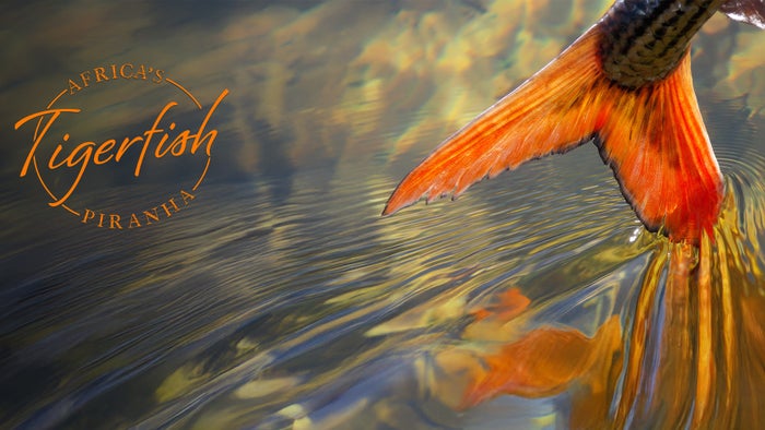 Tigerfish: Africa's Piranha on JioTV