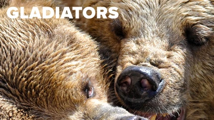 Gladiators on Animal Planet HD World