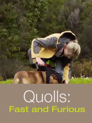 Quolls: Fast and Furious on INWILD - past program
