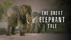 The Great Elephant Tale on Animal Planet Tamil - past program