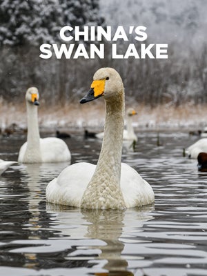 China's Swan Lake on INWILD - live program