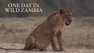 One Day In Wild Zambia on Animal Planet HD Hindi - past program