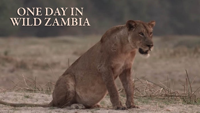 One Day In Wild Zambia on JioTV