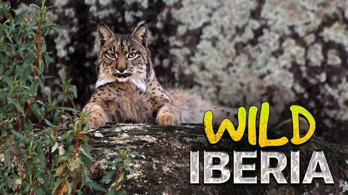Wild Iberia on JioTV