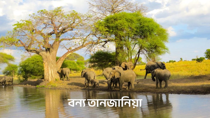 Wild Tanzania on JioTV