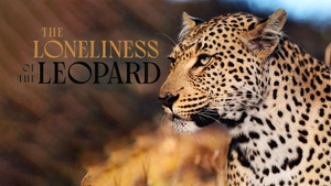 The Loneliness of the Leopard on Animal Planet HD English - past program
