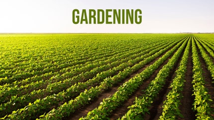 Gardening on Wow Cinema One