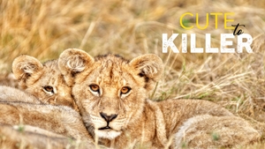 Cute to Killer on Animal Planet English - past program