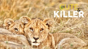 Cute to Killer on Animal Planet English - past program