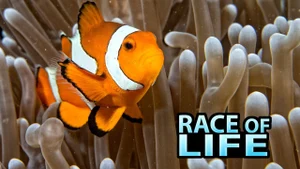 Race Of Life on Animal Planet Hindi