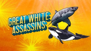 Great White Assassins on Animal Planet HD English - past program
