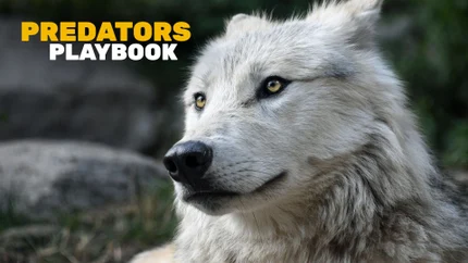 Predators Playbook on Animal Planet English