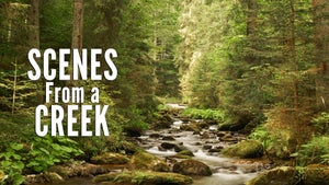 Scenes From a Creek on Stingray Naturescape - past program