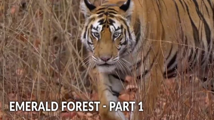 Emerald Forest - Part 1 on Epic