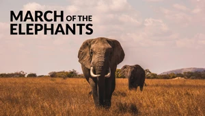 March of the Elephants on Animal Planet Hindi - past program