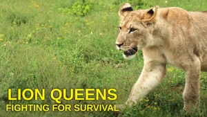 Lion Queens: Fighting For Survival on Animal Planet HD English - past program