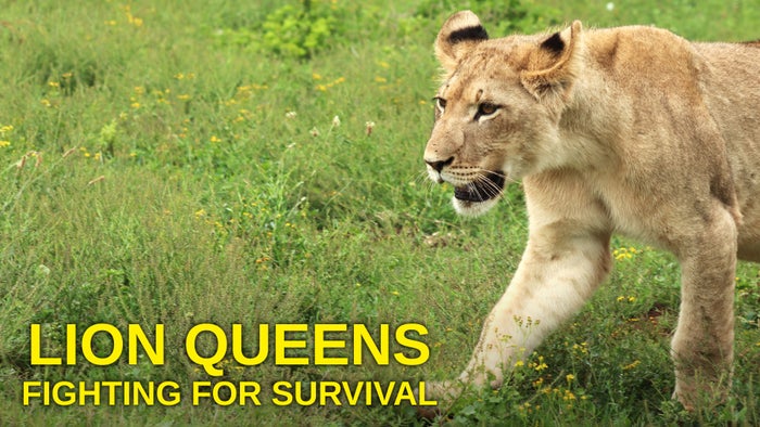 Lion Queens: Fighting For Survival on JioTV