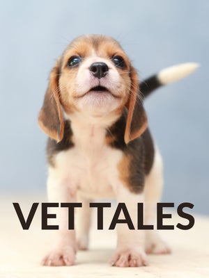 Vet Tales Episode 4 on INWILD - past program