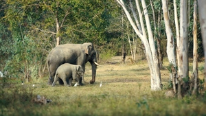 Kui Buri: Thailand's Hidden Eden on Animal Planet Telugu - past program