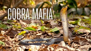 Cobra Mafia on Nat Geo Wild HD - past program