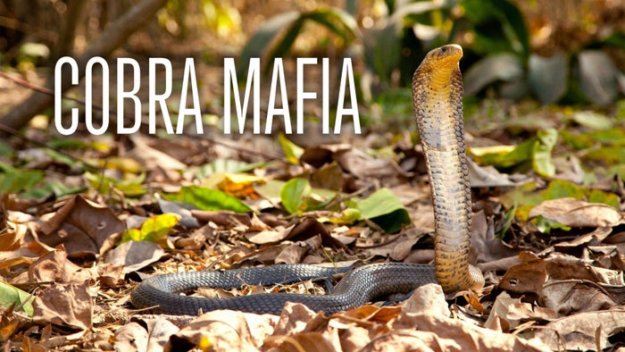 Cobra Mafia on JioTV