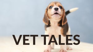 Vet Tales Episode 1 on INWILD - past program