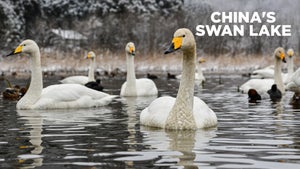 China's Swan Lake on INWILD - past program