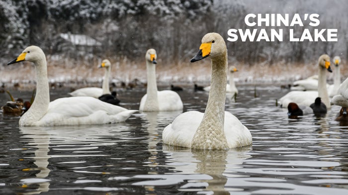 China's Swan Lake on JioTV