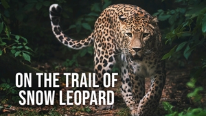 On The Trail Of Snow Leopard on Animal Planet Hindi - past program