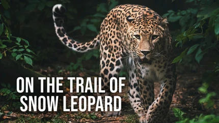 On The Trail Of Snow Leopard on Animal Planet HD World