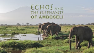 Echo and the Elephants of Amboseli Episode 5 on INWILD - past program