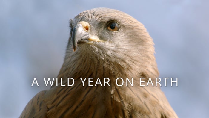 A Wild Year On Earth Episode No.1 on JioTV