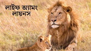 Life Among Lions Episode 1 on Animal Planet Telugu - live program