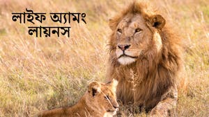 Life Among Lions on Animal Planet English - past program