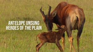 Antelope Unsung Heroes Of The Plain on Animal Planet HD Hindi - past program