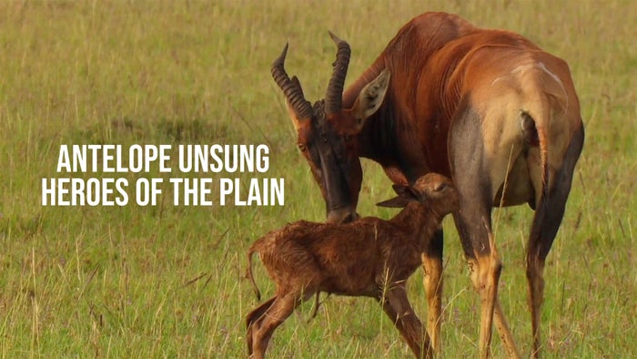Antelope Unsung Heroes Of The Plain on JioTV