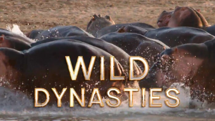 Wild Dynasties Episode No.3 on JioTV