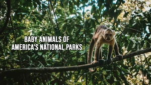 Baby Animals of America's National Parks on Colors Cineplex HD